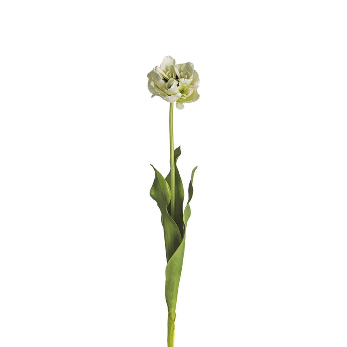 Tige de Tulipe Double Nina