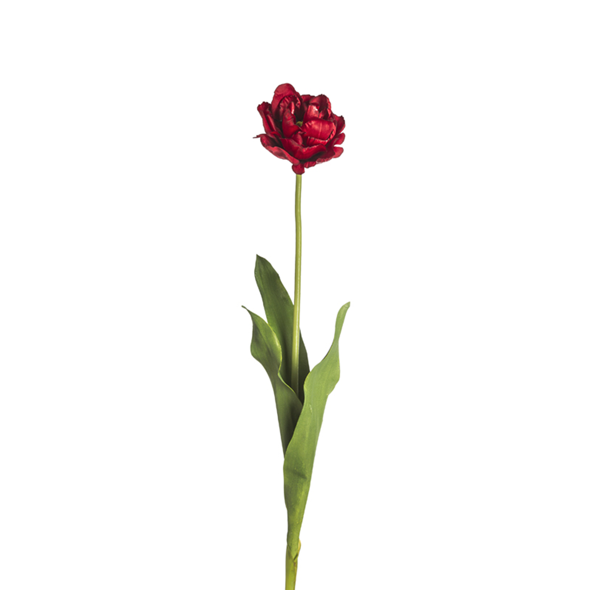 Tige de Tulipe Double Nina