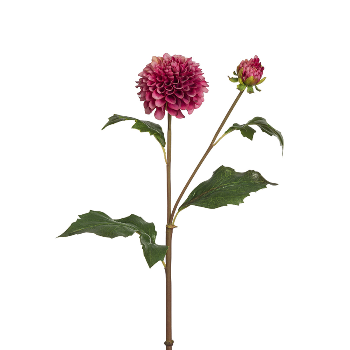 Tige de Dahlia Candice
