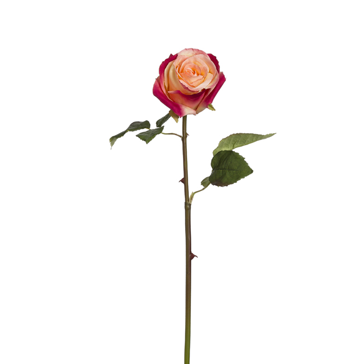 Tige de Rose Diane
