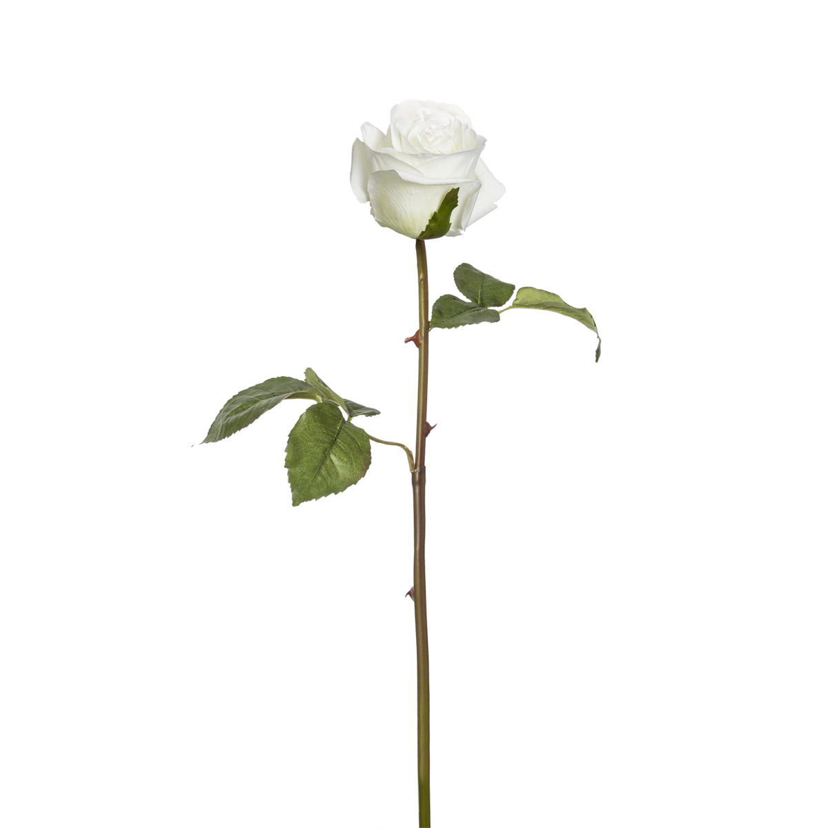 Tige de Rose Diane