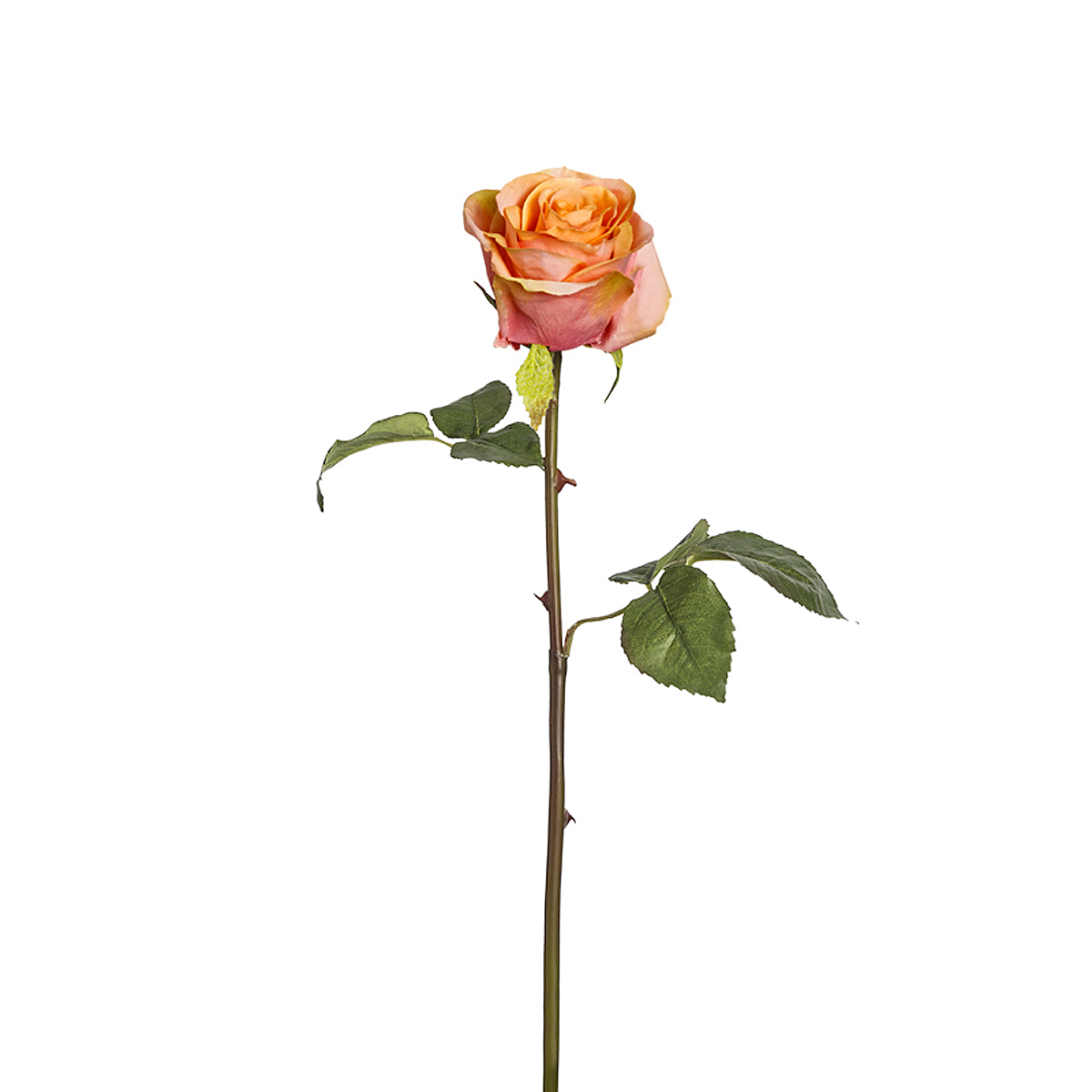 Tige de Rose Diane