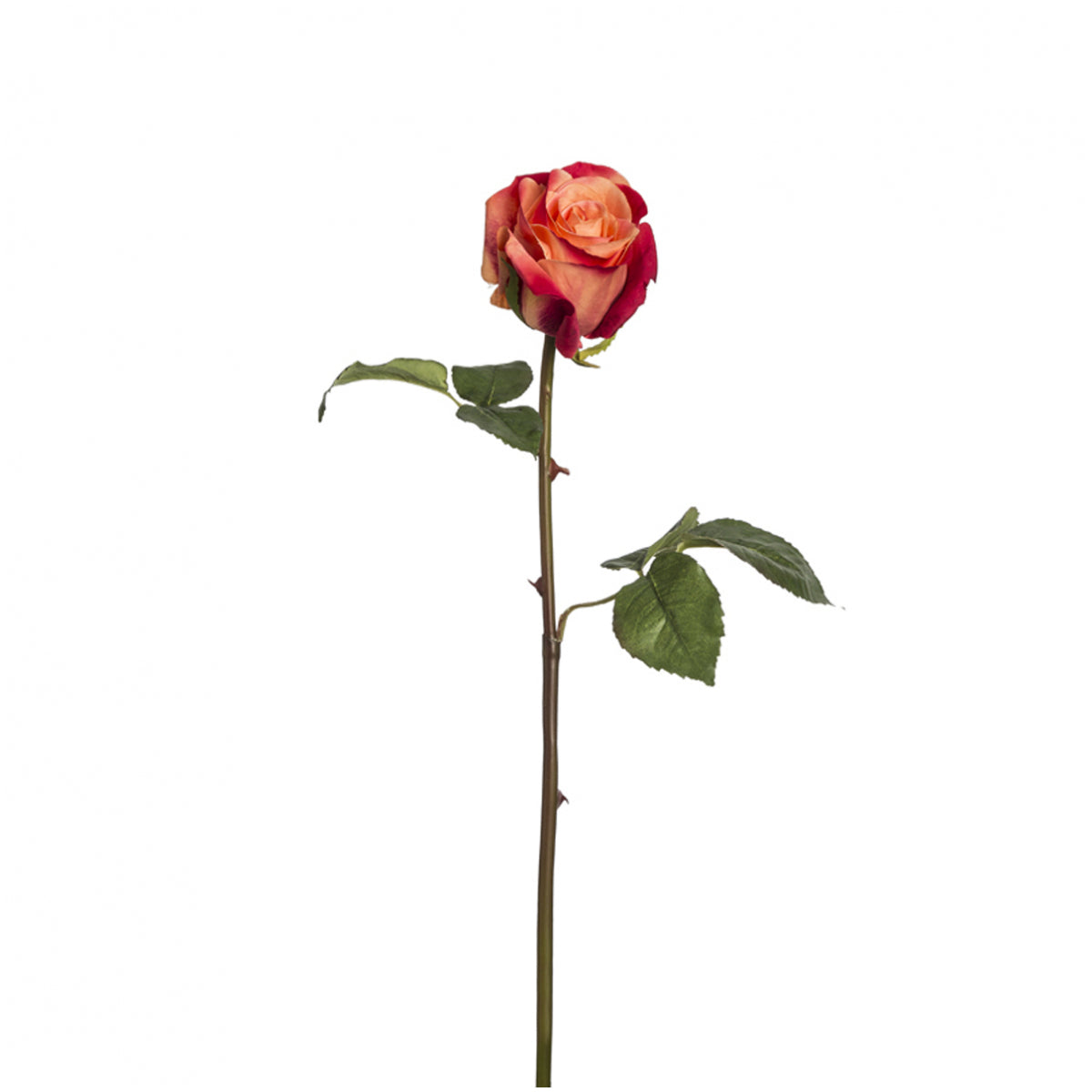 Tige de Rose Diane