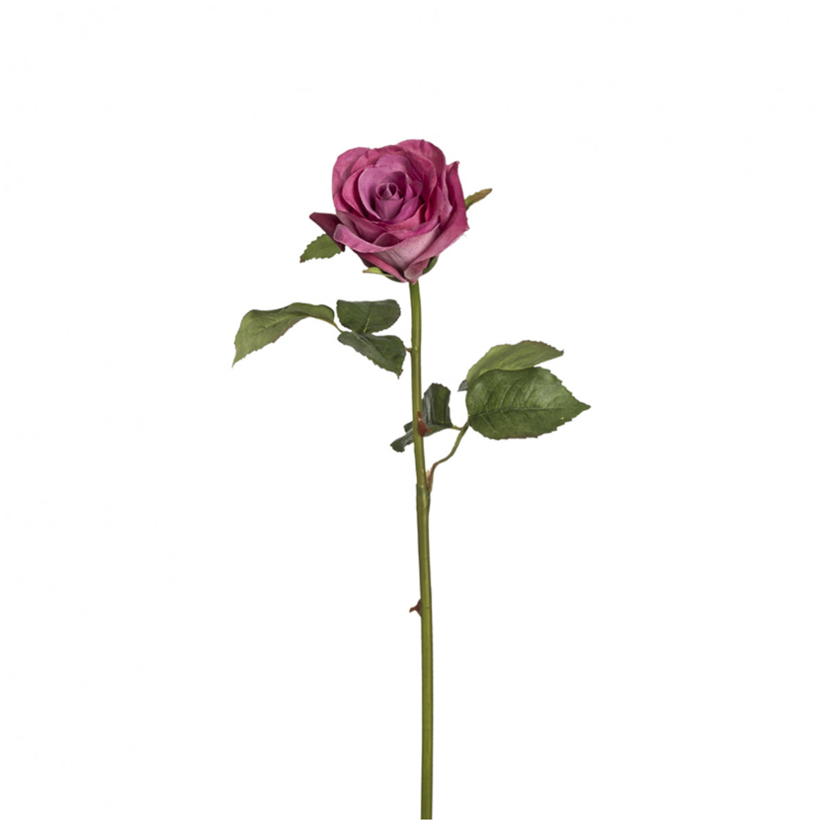 Tige de Rose Diane