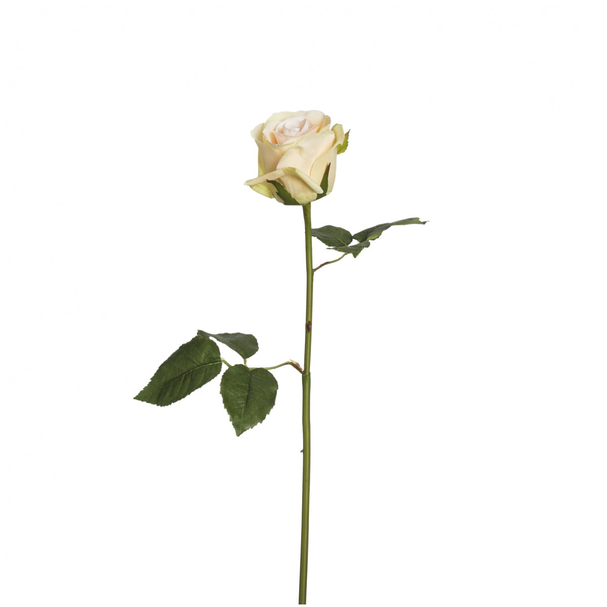 Tige de Rose Diane