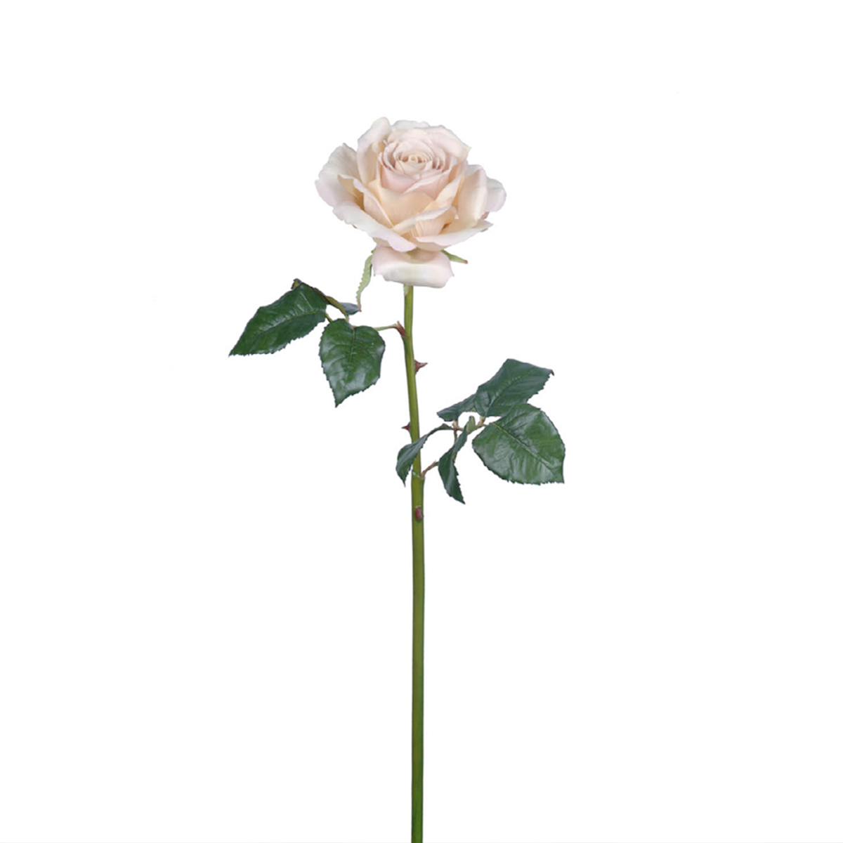 Tige de Rose Sarah