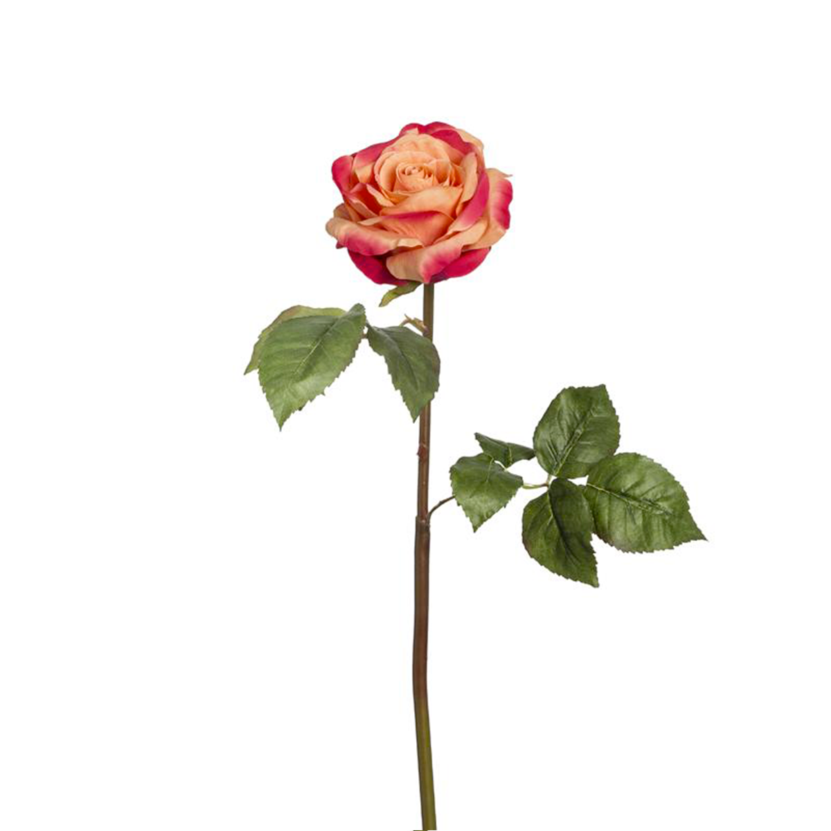 Tige de Rose Sarah