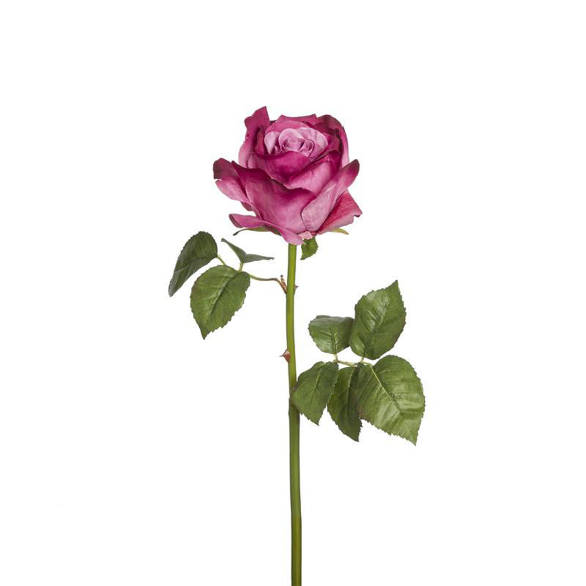 Tige de Rose Sarah