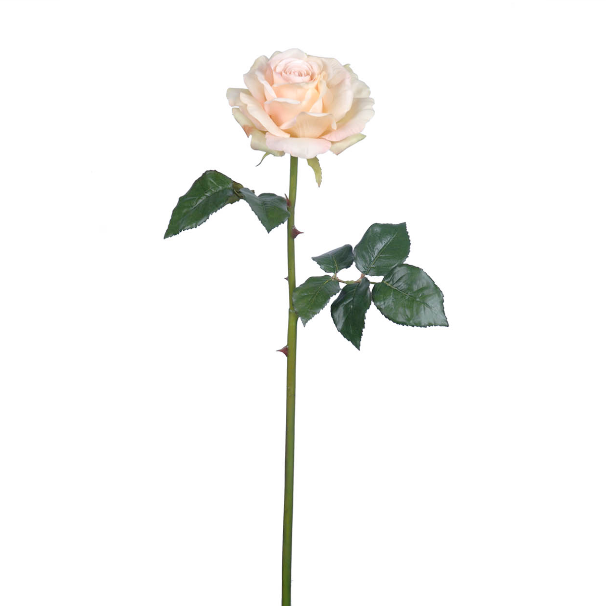 Tige de Rose Sarah