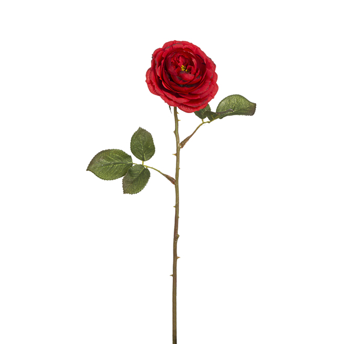 Tè Tige de Rose