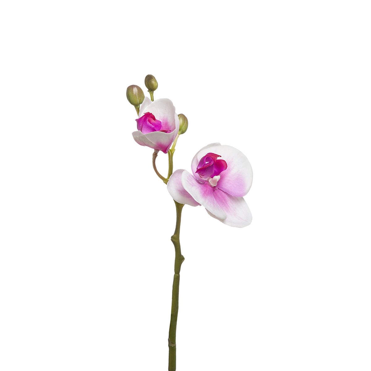 Tige d'Orchidée Phalaenopsis Forever