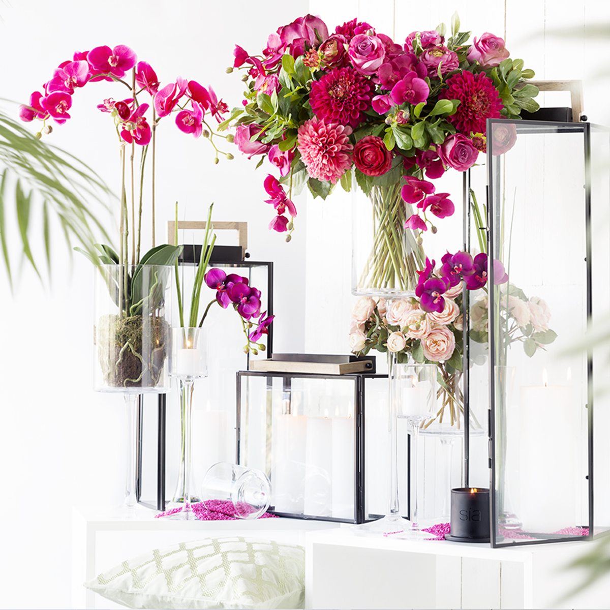 Tige d'Orchidée Phalaenopsis Forever