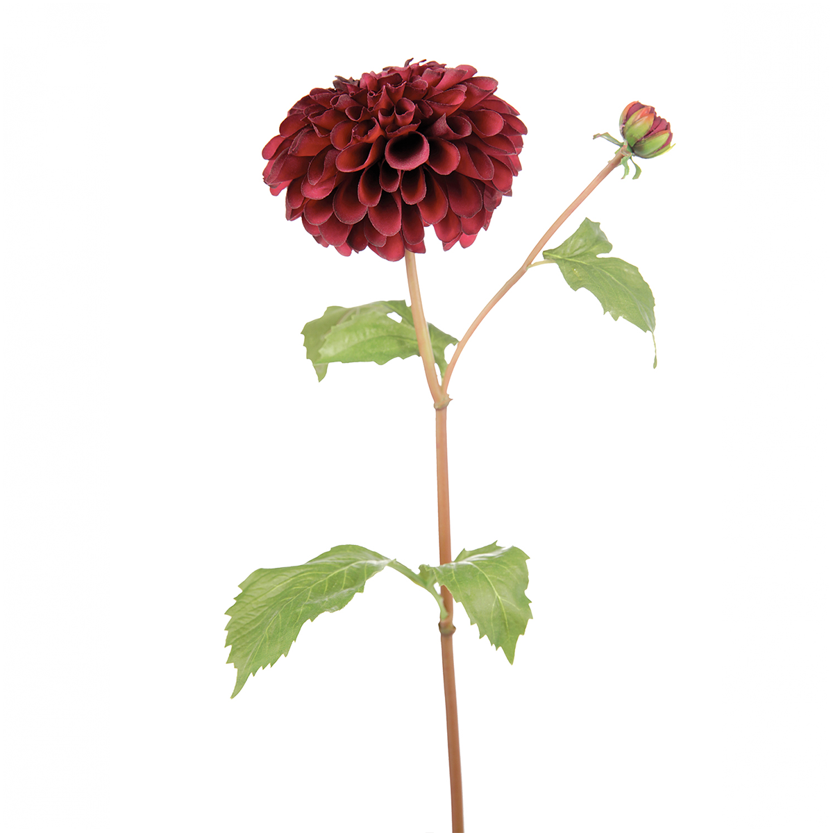 Tige de Dahlia Bonnie