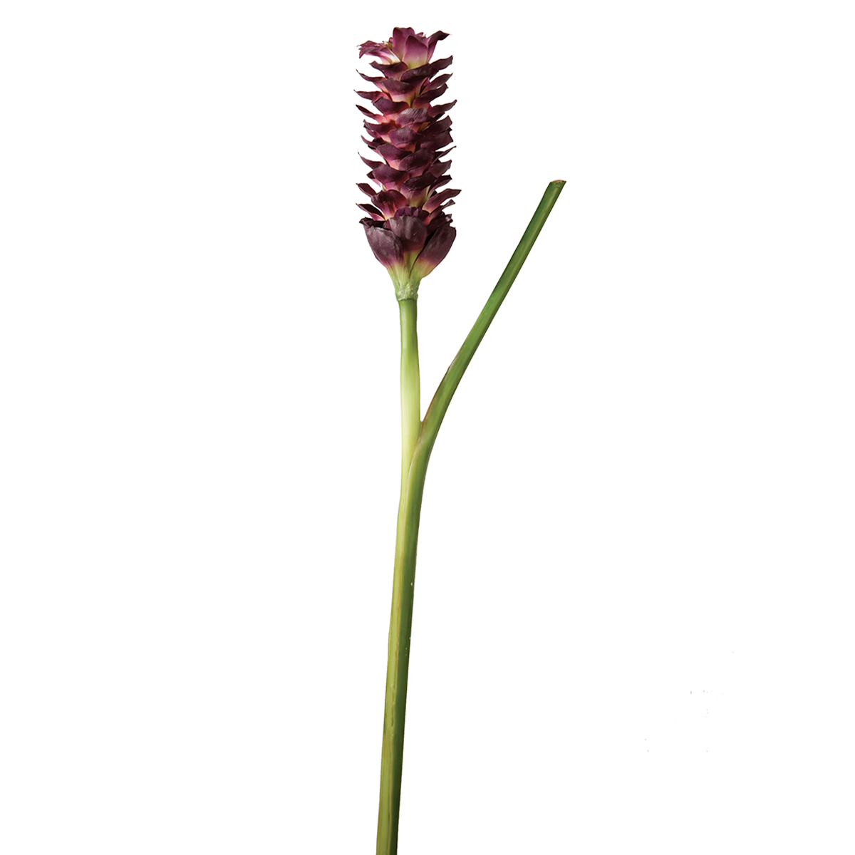 Tige de Gingembre en Fleur