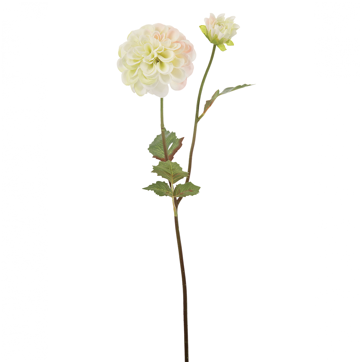 Tige de Dahlia Andreas