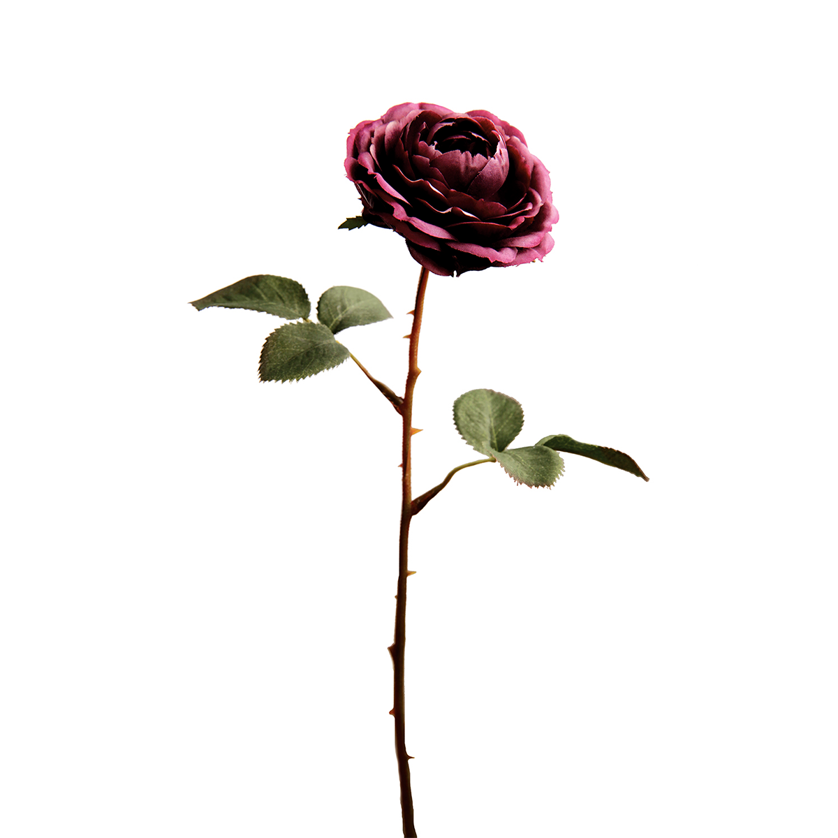 Tè Tige de Rose