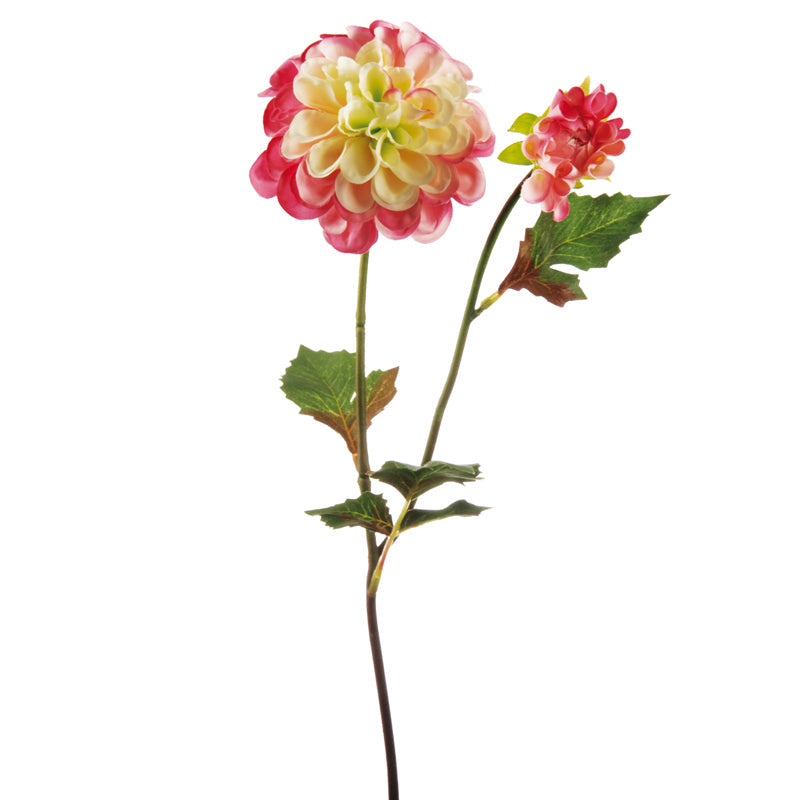 Tige de Dahlia Andreas