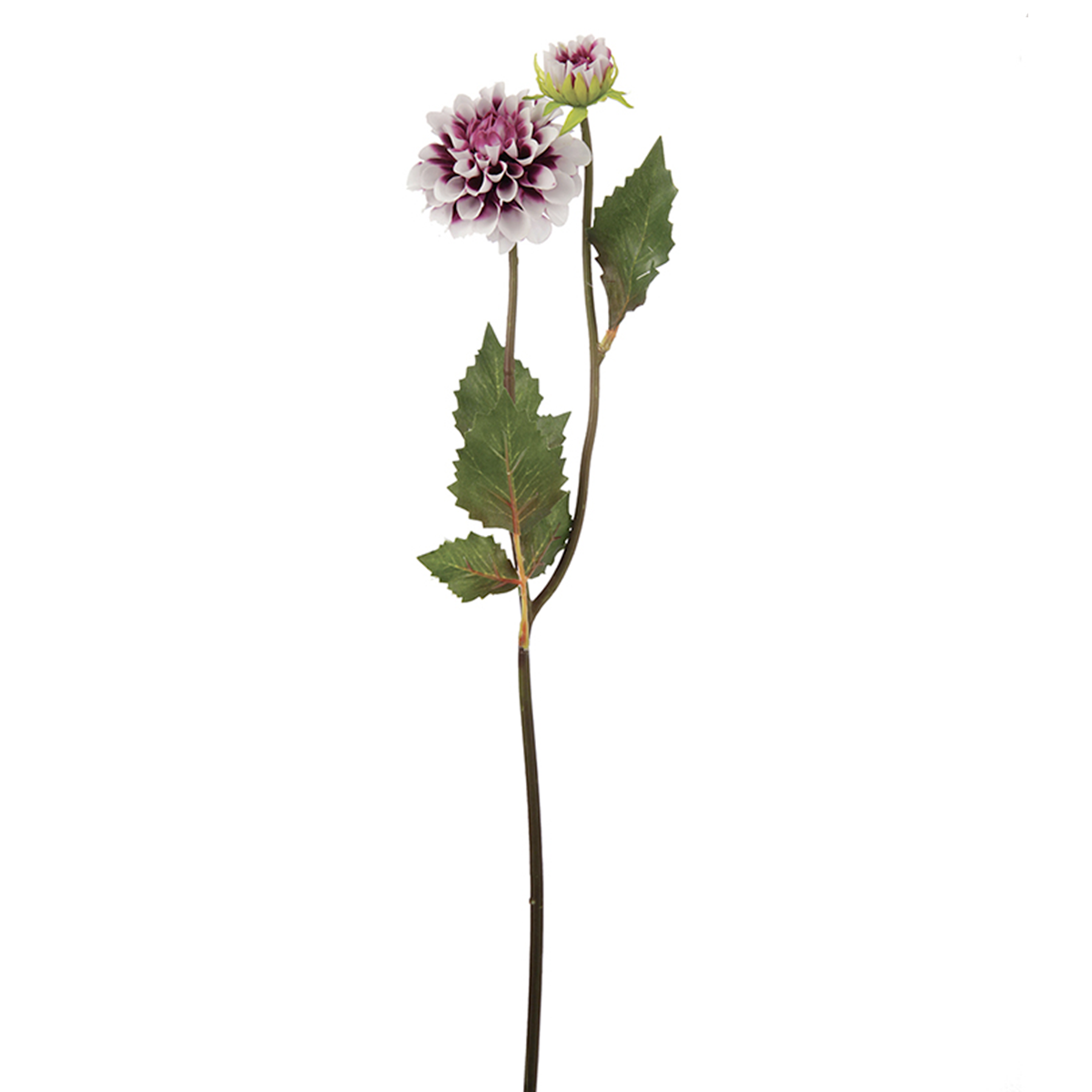 Tige de Dahlia Andreas