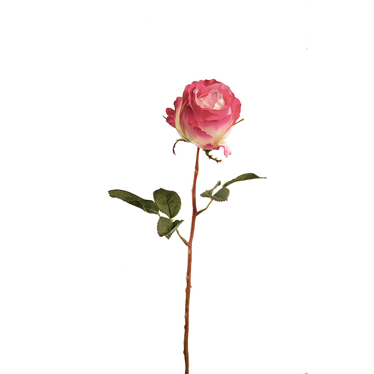 Tige de Rose Kate