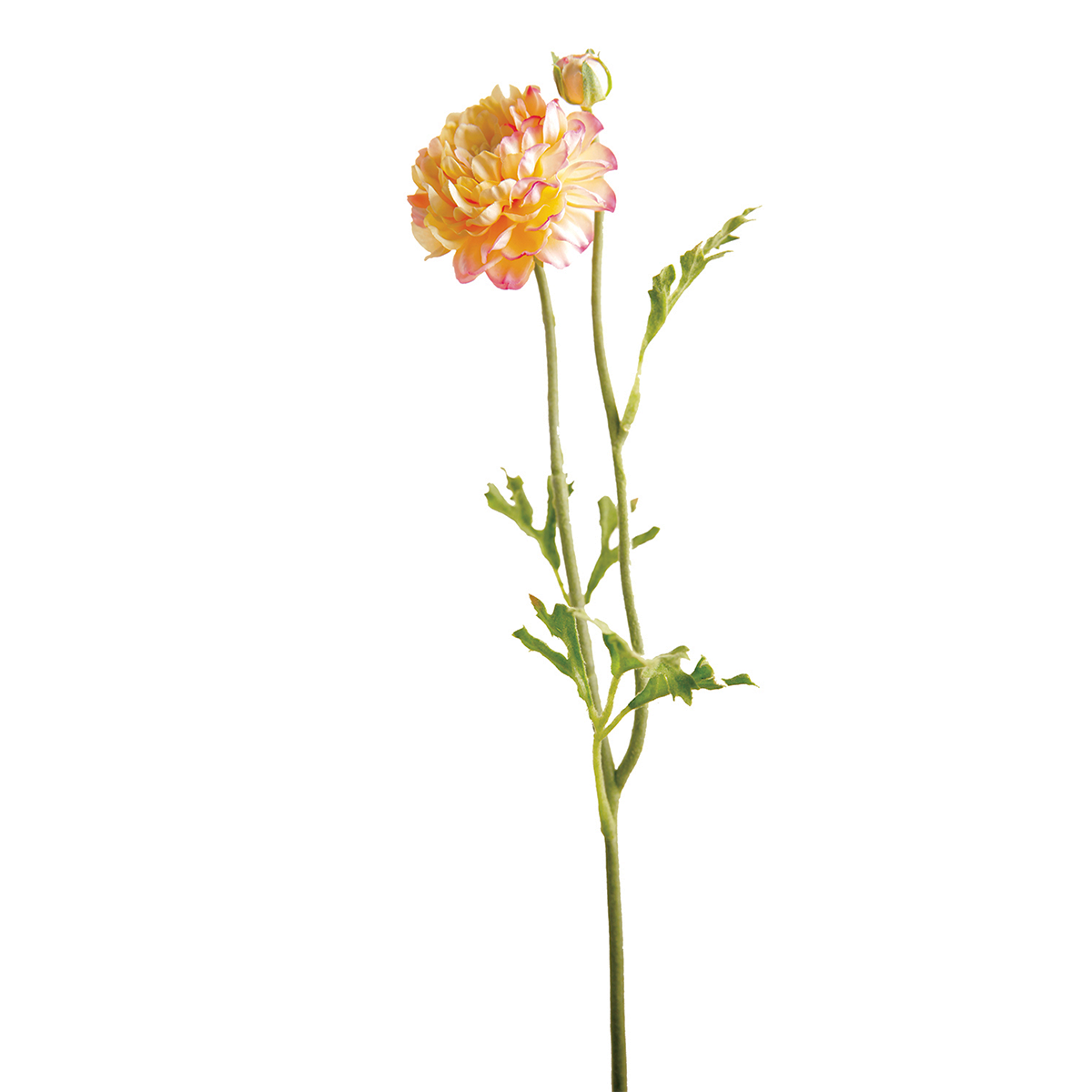 Tige de Renoncule Mathilda