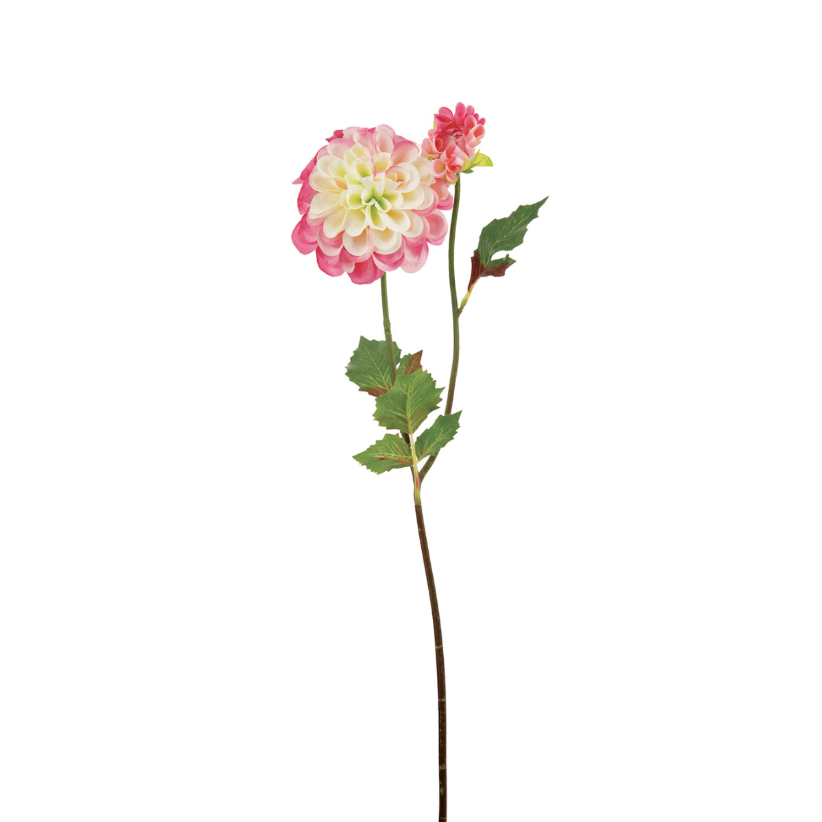 Tige de Dahlia Andreas