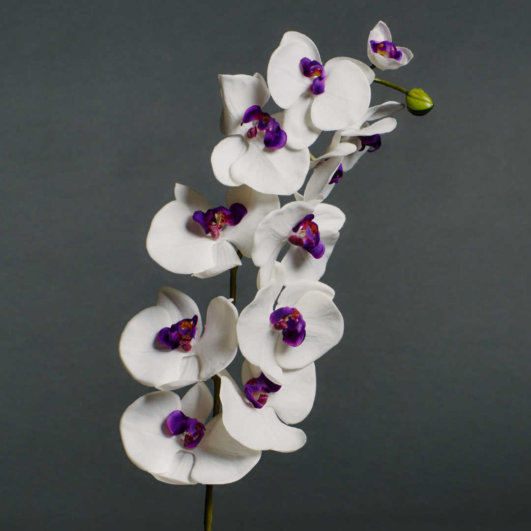 Tige d'Orchidée Phalaenopsis Forever
