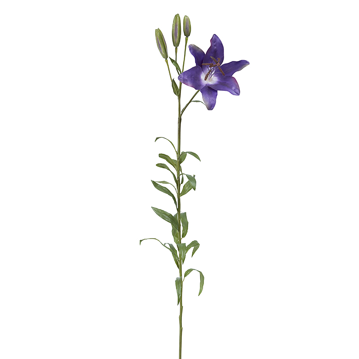 Tige de Lily Rubrum Elsa