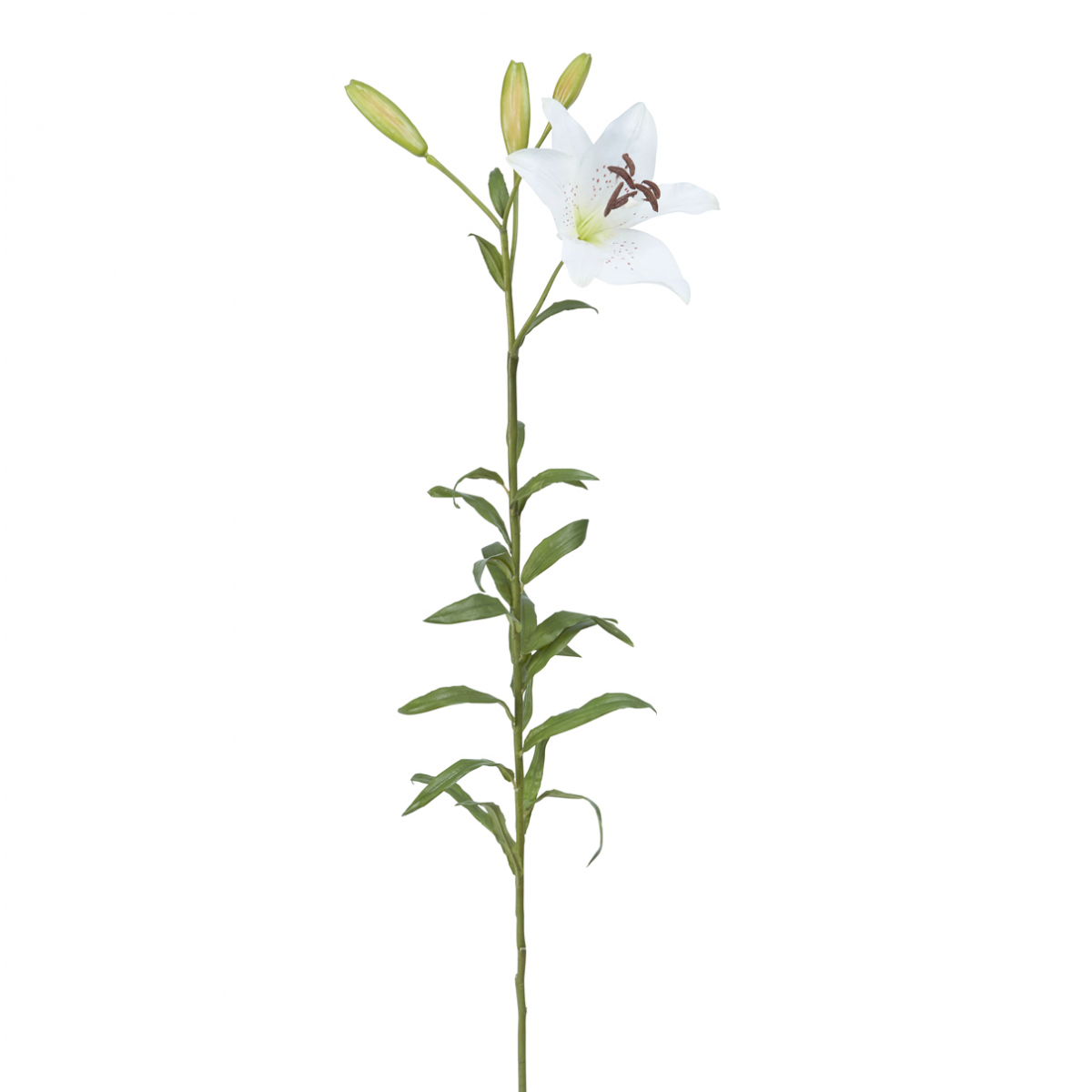 Tige de Lily Rubrum Elsa