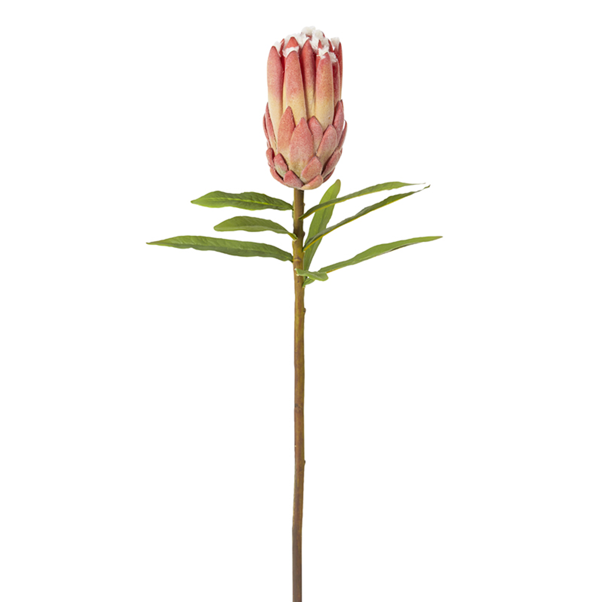 Tige de Protea Bud