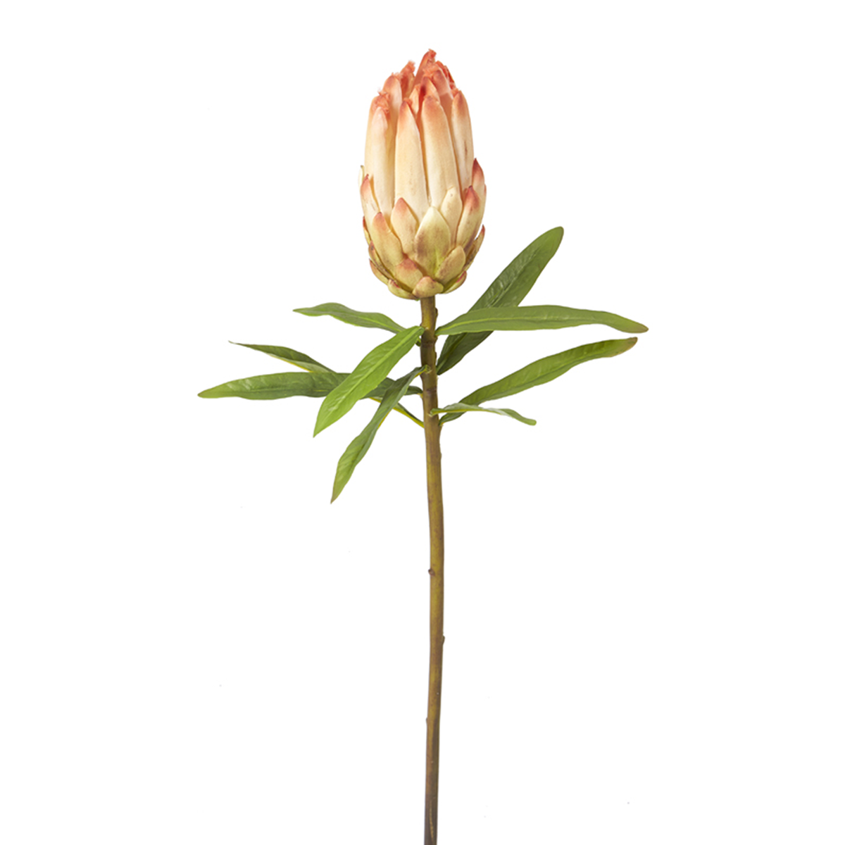 Tige de Protea Bud