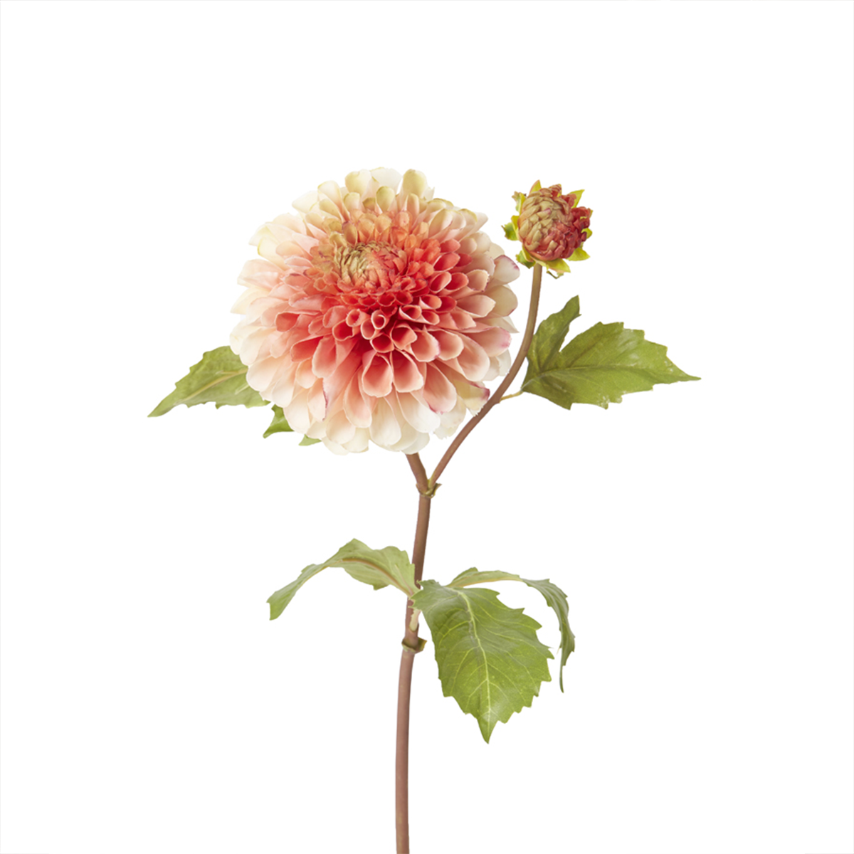 Tige de Dahlia Denitsa
