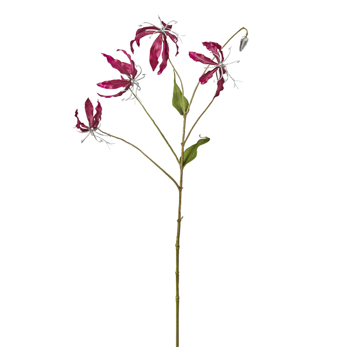 Tige de Gloriosa Amy Pailletée