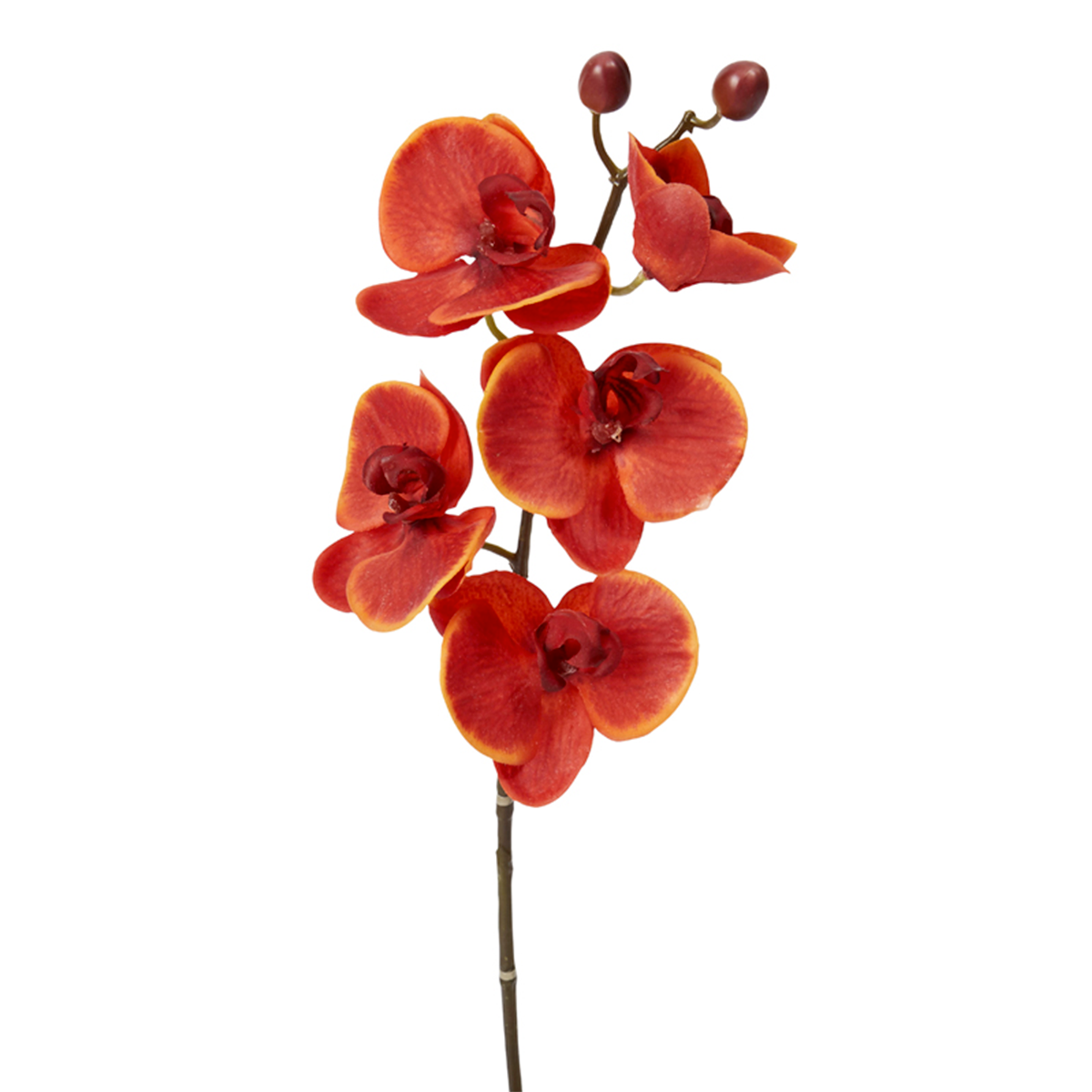 Tige d'Orchidée Phalaenopsis Forever