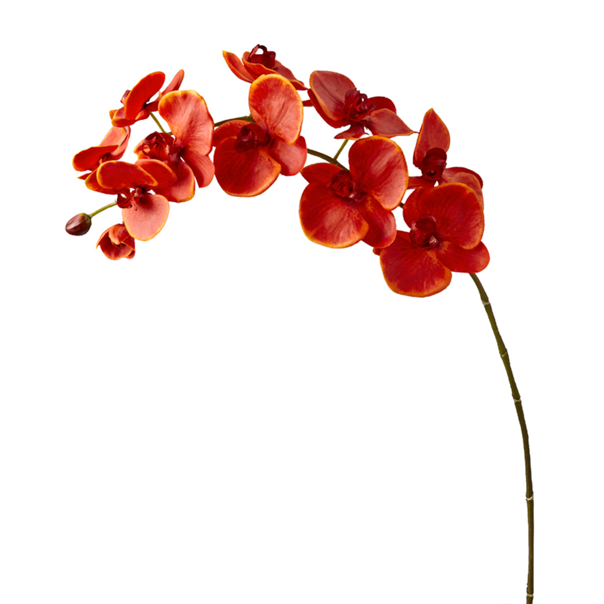 Tige d'Orchidée Phalaenopsis Forever