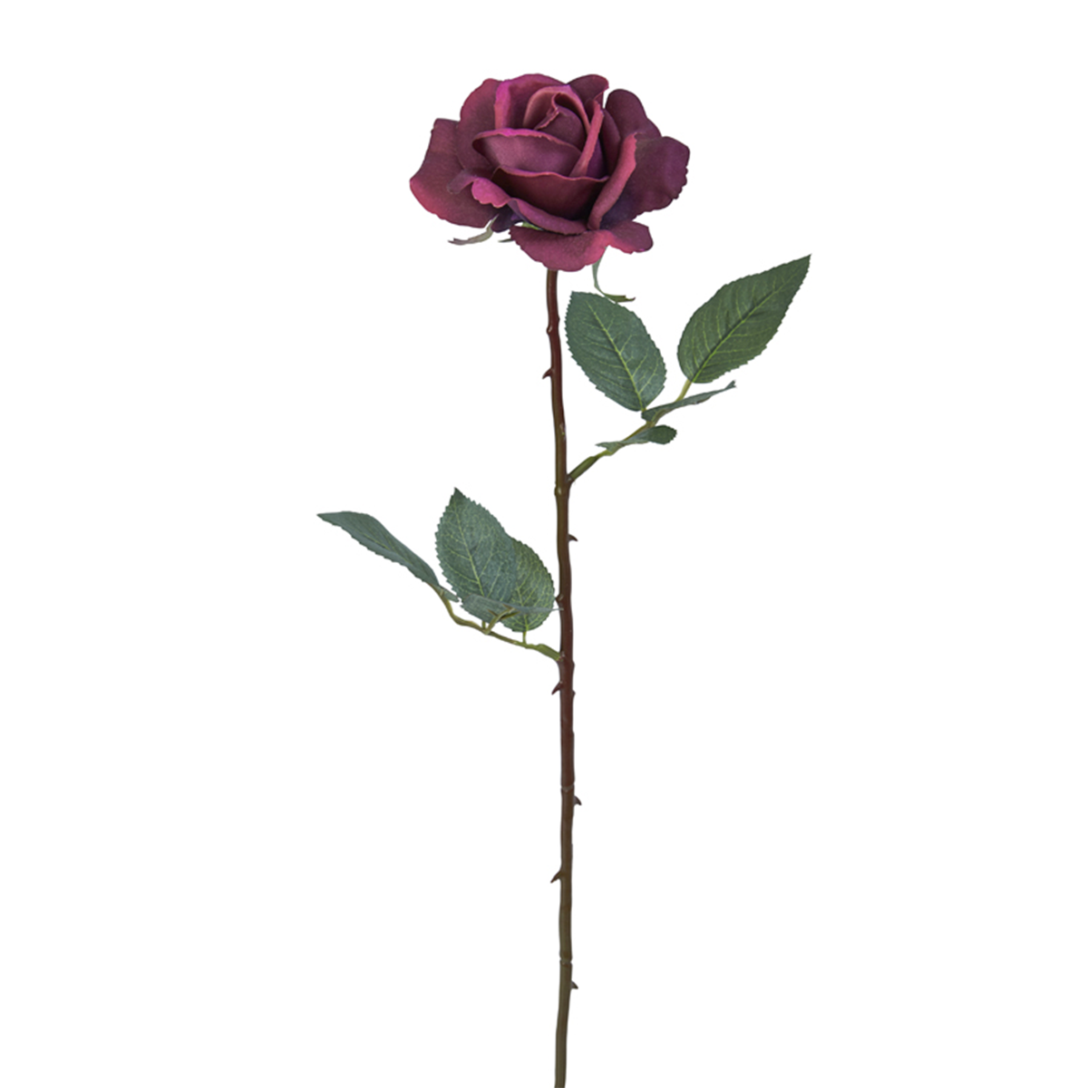 Tige de Rose Sophia