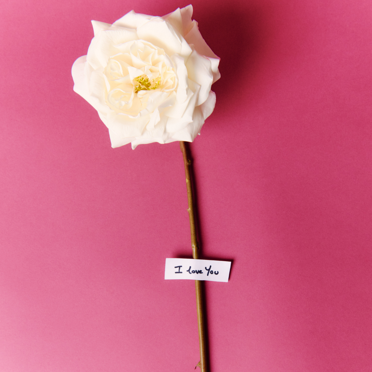 Tige de Rose Sophia