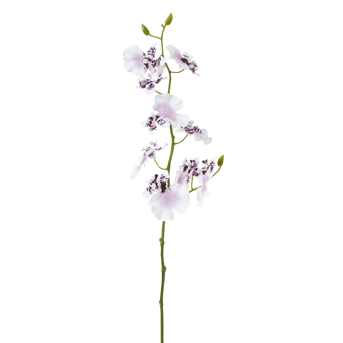 Tige d'Orchidée Oncidium