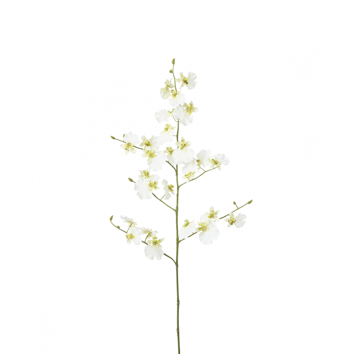 Tige d'Orchidée Oncidium