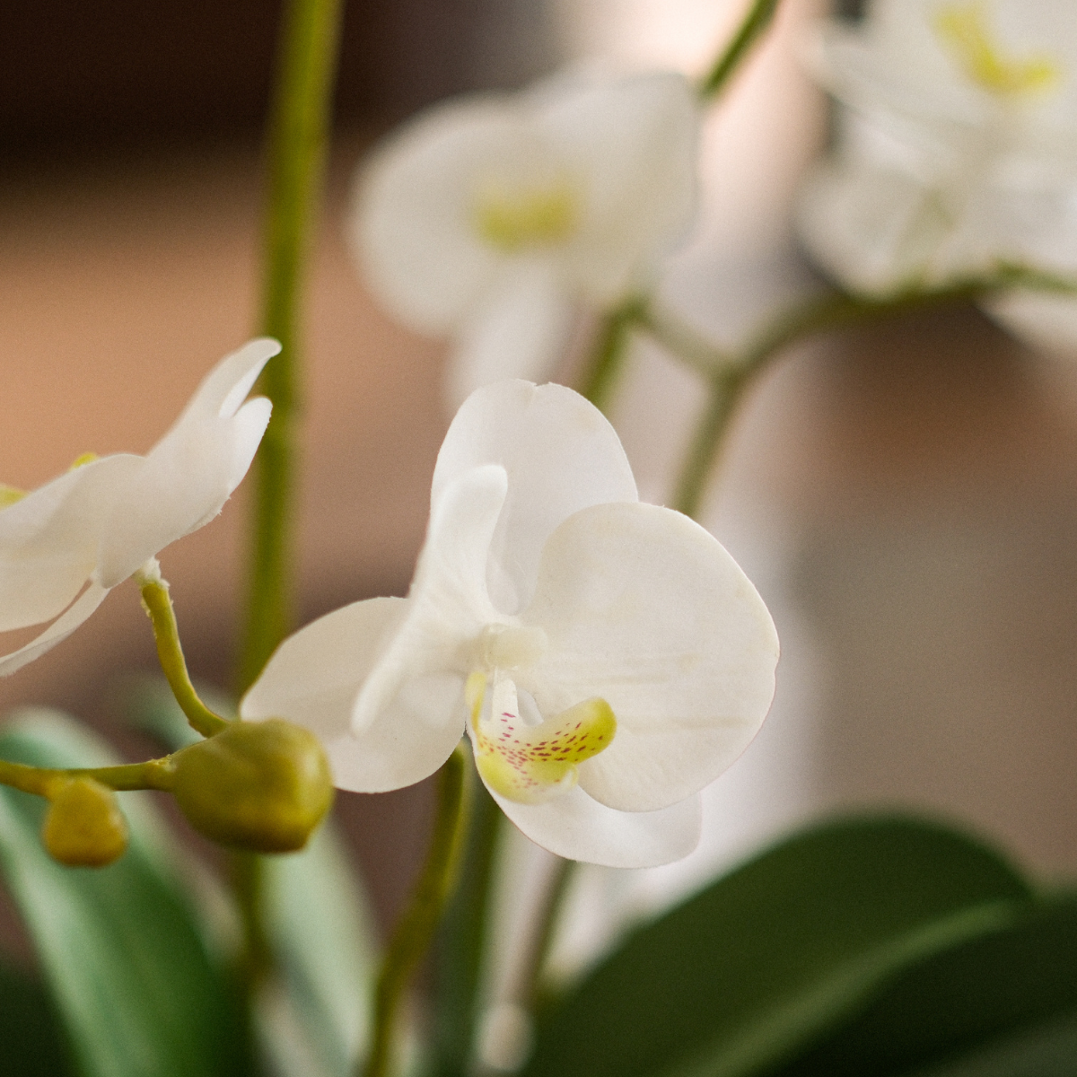 Composizione d'Orchidée Artificielle formato Petit