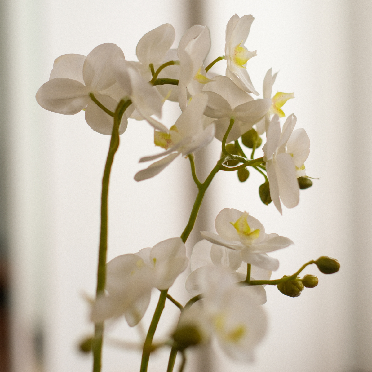 Composizione d'Orchidée Artificielle formato Petit