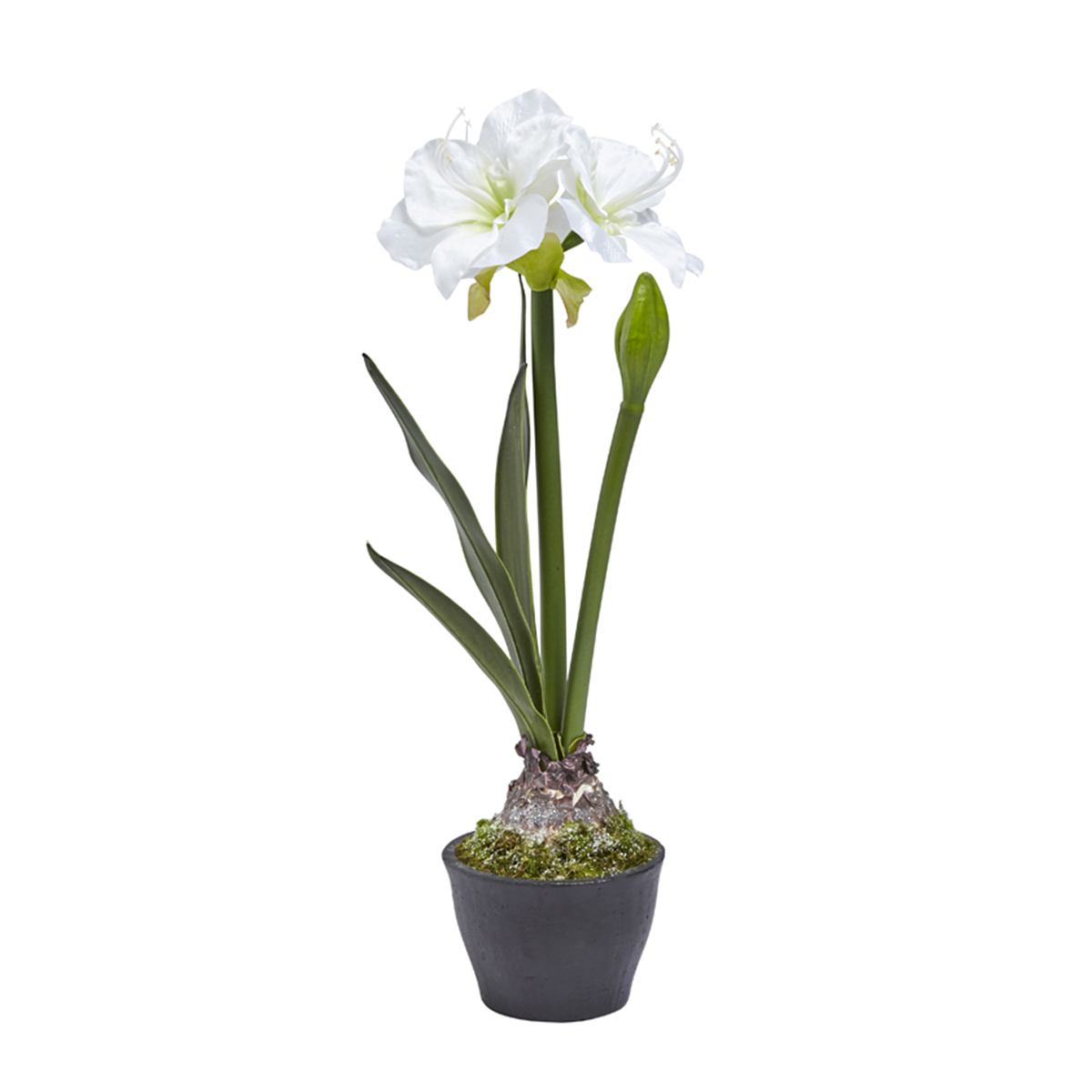 Amaryllis in vaso