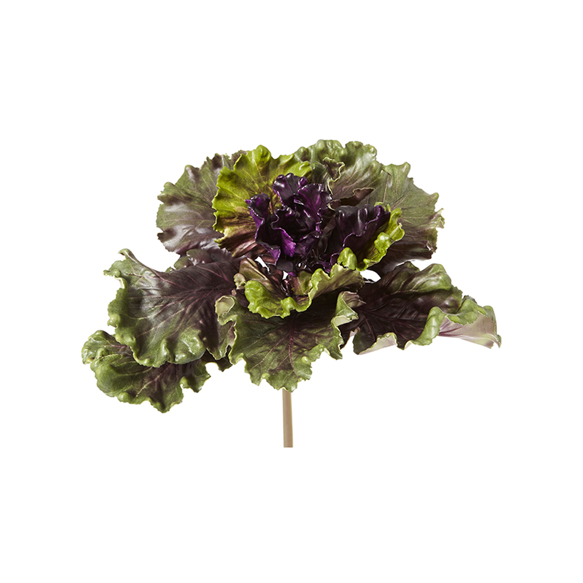 Feuillage de Chou Kale