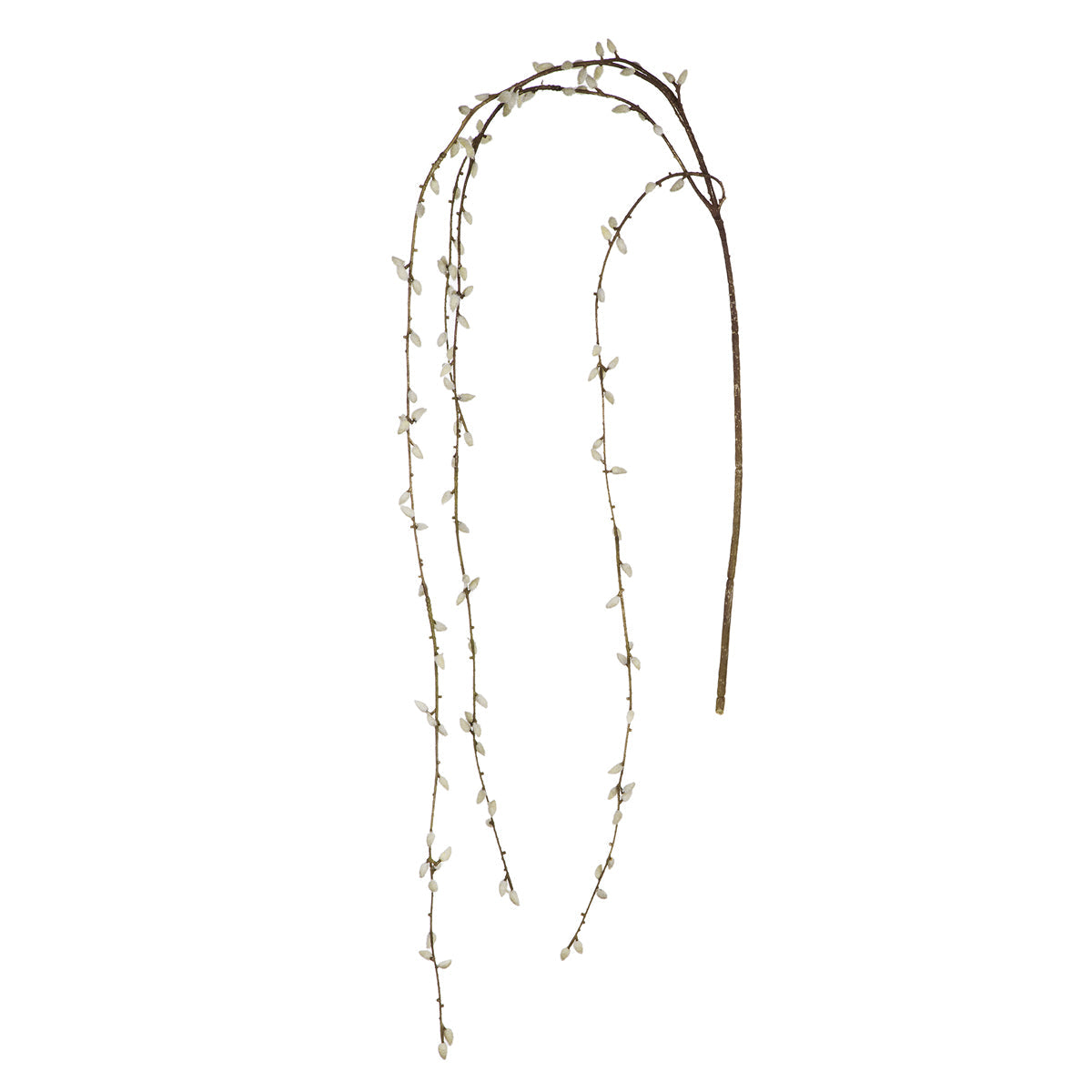 Branche de Saule Tombante