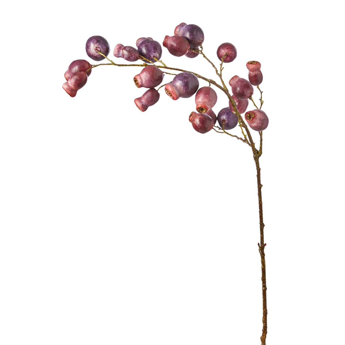 Branche Églantier