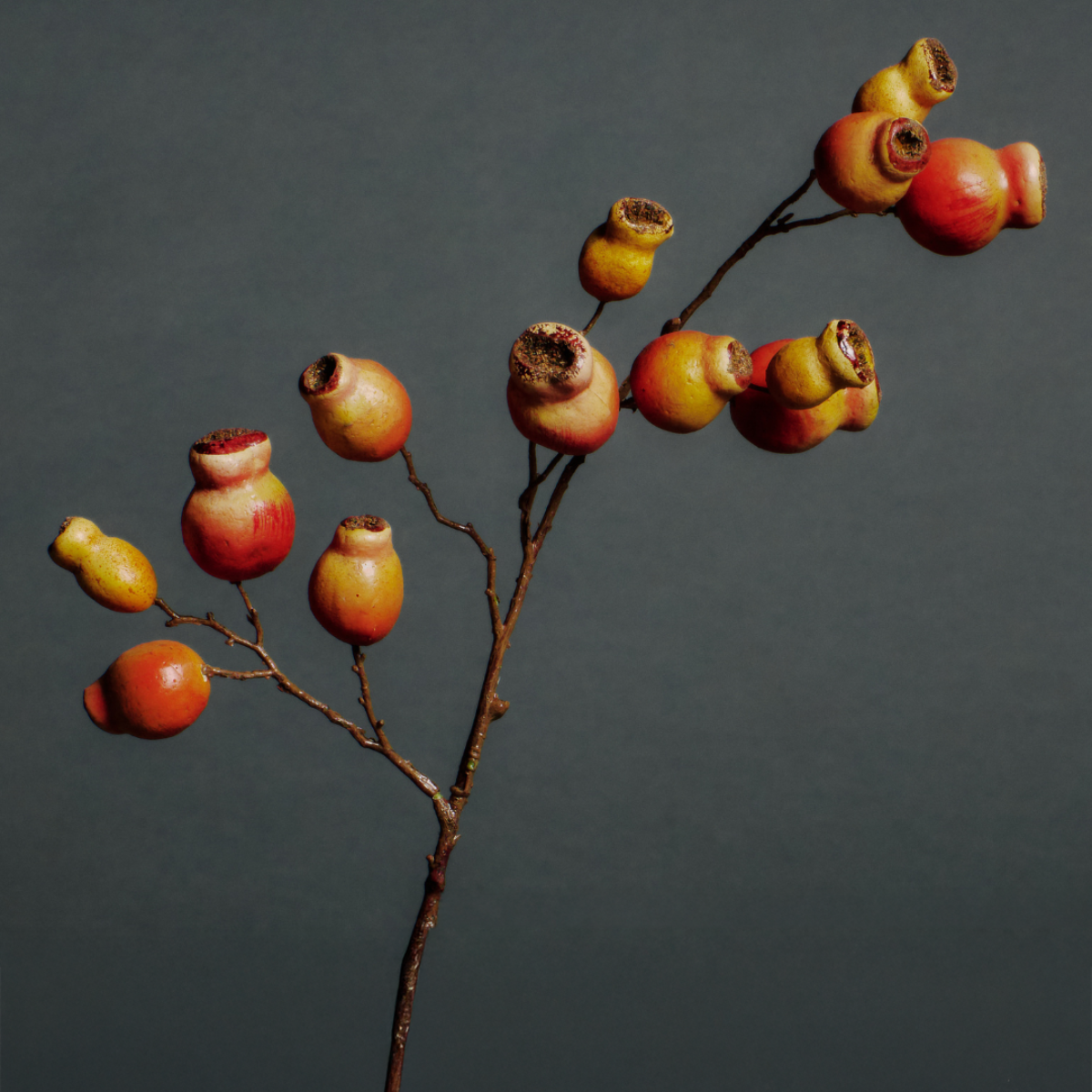 Branche Églantier