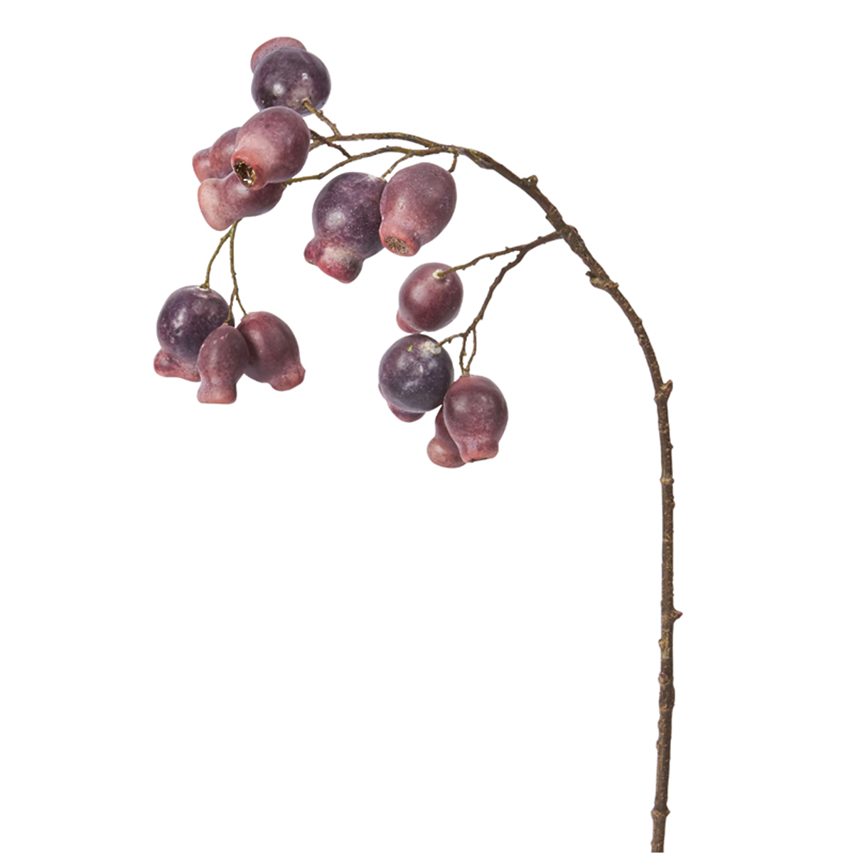 Branche Églantier