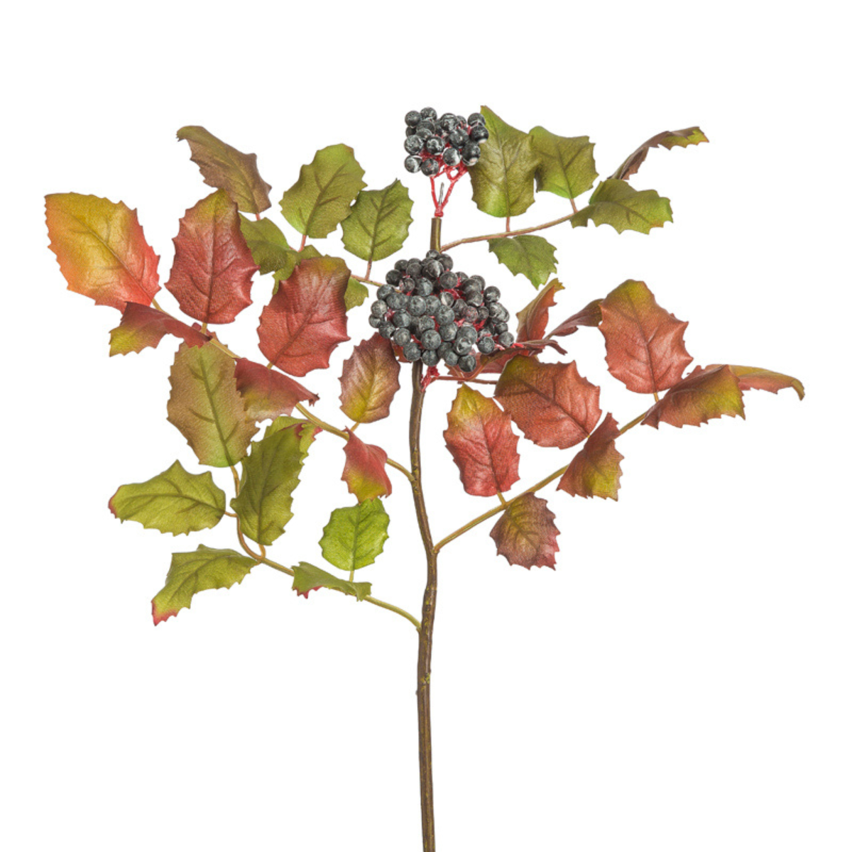 Feuillage Vigne Des Montagnes