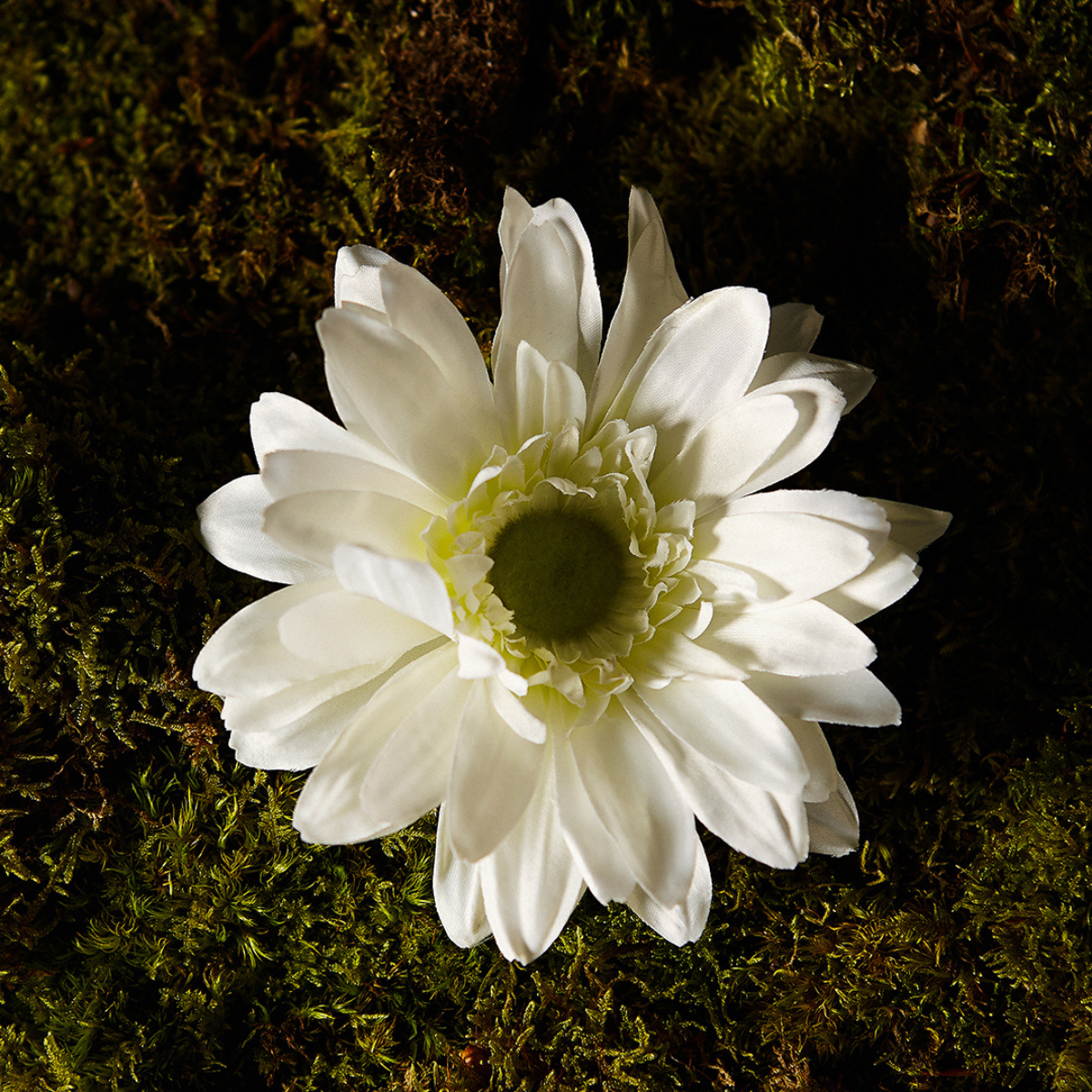 Tige de Gerbera