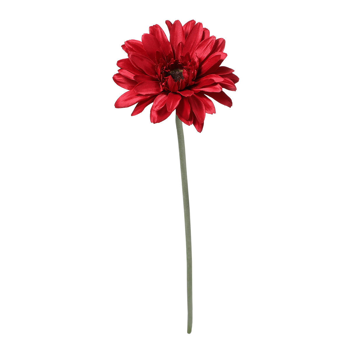 Tige de Gerbera