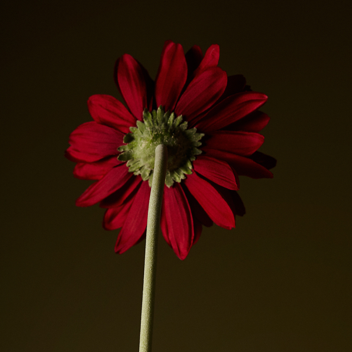 Tige de Gerbera